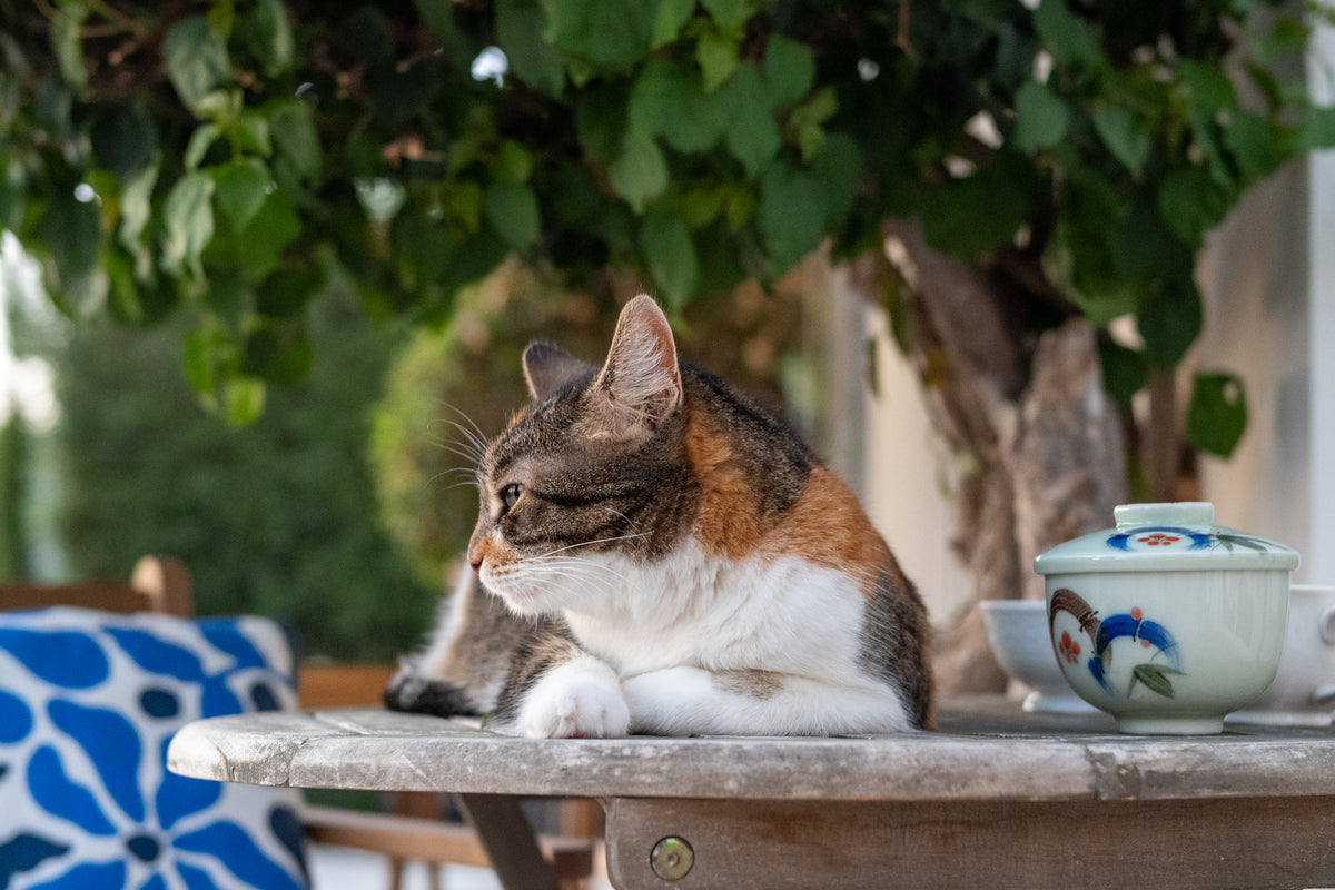 A cat beside a tea bowl in the Du’sha garden
